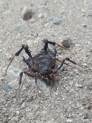 Pachylus paessleri