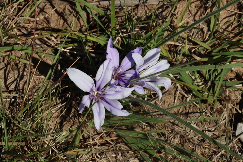Image of Babiana sambucina by (c) Tony Rebelo, some rights reserved (CC BY-SA)
