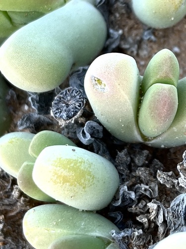 Image of Jacobsenia vaginata by (c) Charleen Brunke, some rights reserved (CC BY)