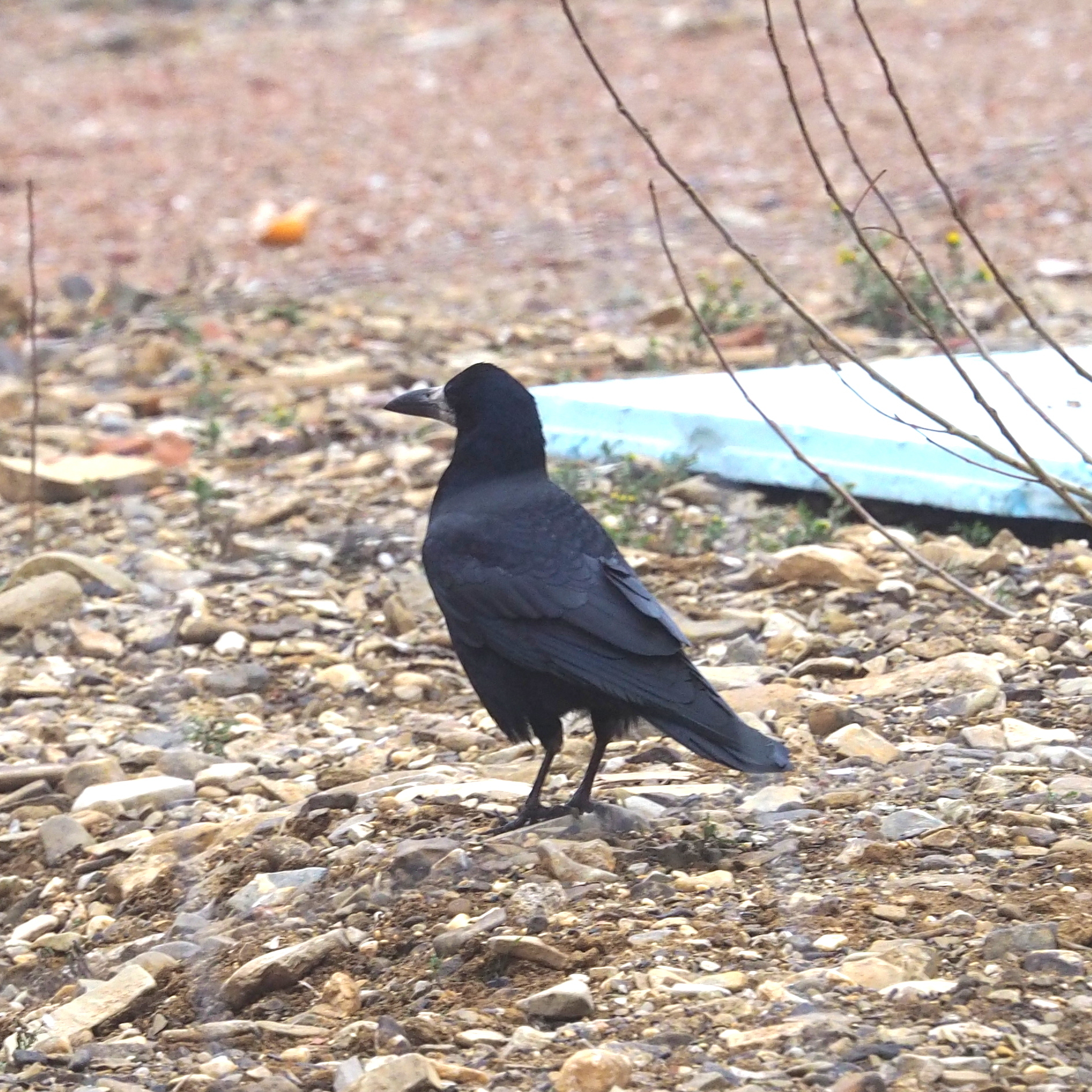 Rook