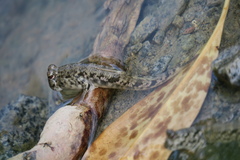 Periophthalmus variabilis