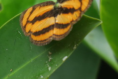 Pantoporia paraka