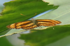 Pantoporia paraka
