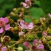 Rubus creticus - Photo (c) Анастасия Повеквечных, algunos derechos reservados (CC BY-NC), subido por Анастасия Повеквечных