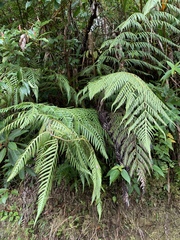 Woodwardia prolifera