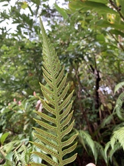 Woodwardia prolifera
