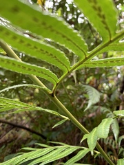 Woodwardia prolifera