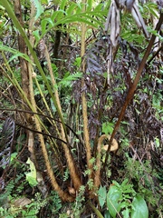 Woodwardia prolifera