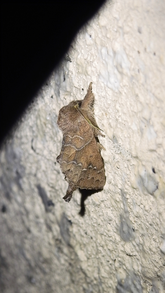 Micromelalopha sieversi