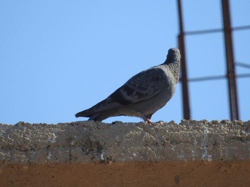 Feral Pigeon
