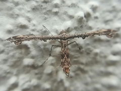 Michaelophorus indentatus