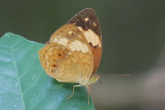 Cupha erymanthis lotis