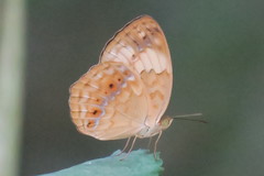 Cupha erymanthis lotis