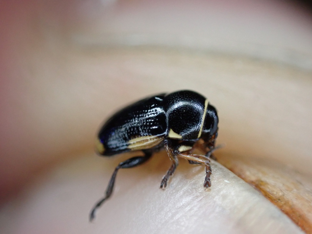 Cryptocephalus from 04420 Beaujeu, France on August 19, 2023 at 1016