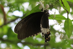 Papilio polytes romulus