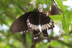 Papilio polytes romulus