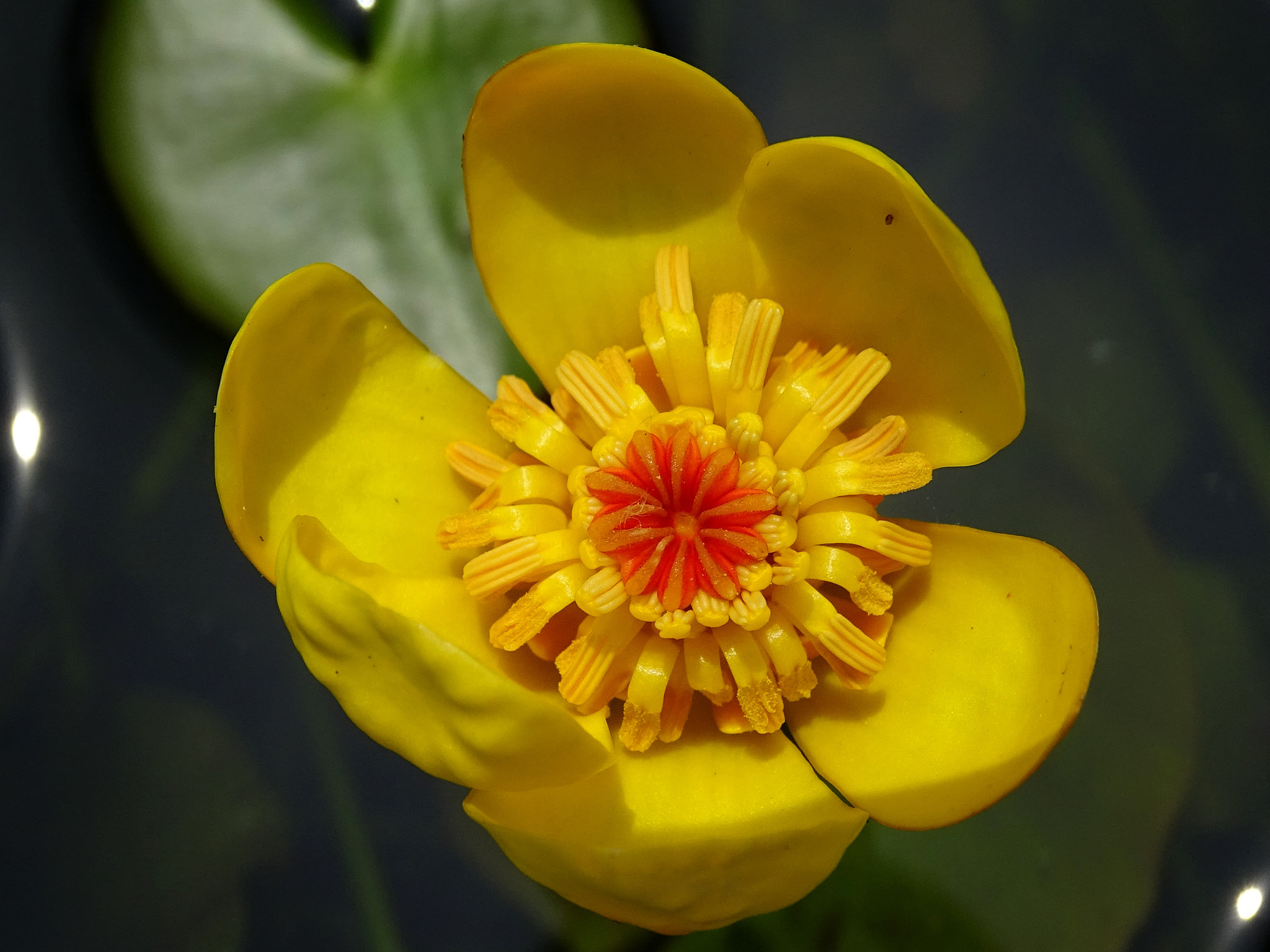 Nuphar