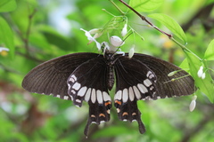 Papilio polytes romulus