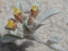 Helichrysum tinctum