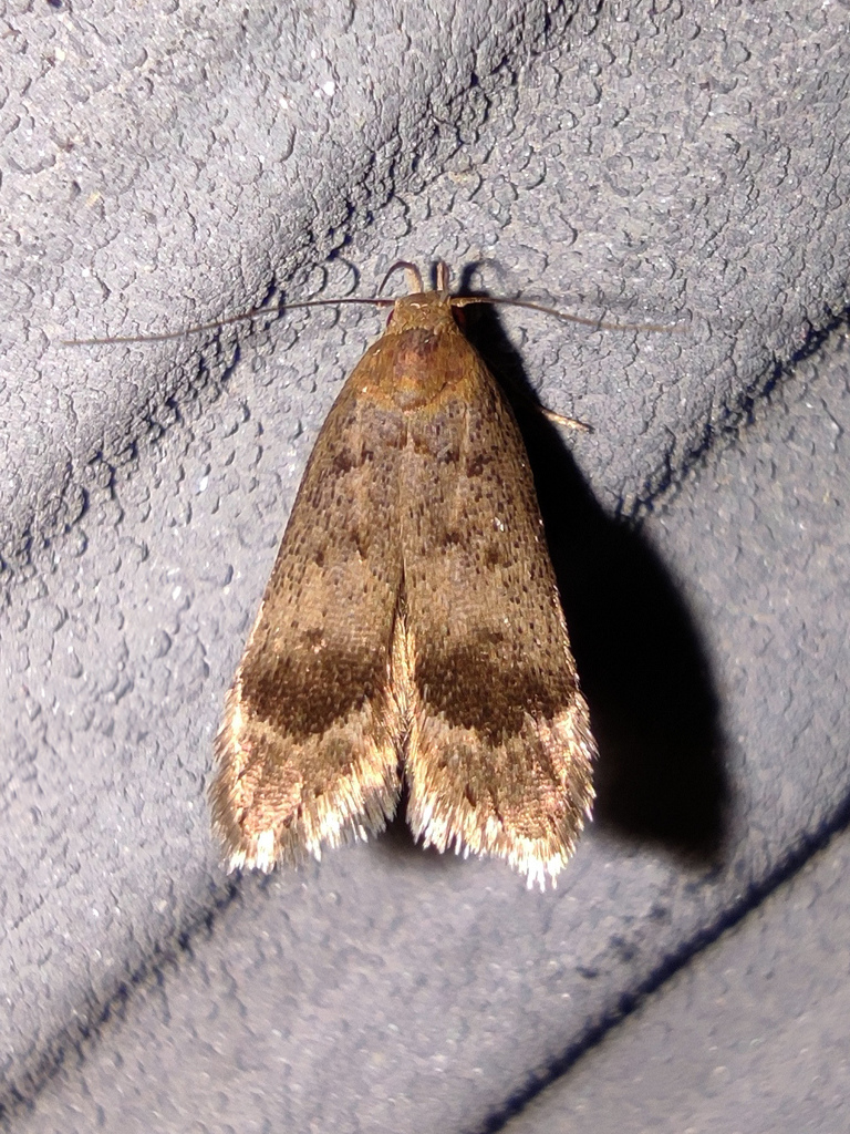 Anacampsis fuscella