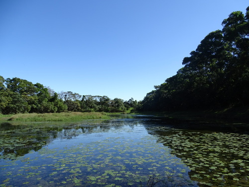 Nuphar pumila