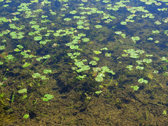 Nuphar pumila