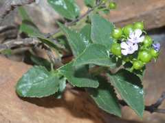 Teedia pubescens