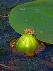 Nuphar pumila
