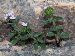 Teedia pubescens