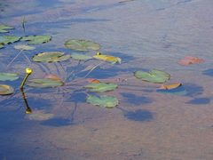 Nuphar pumila