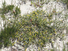 Aspalathus aristifolia