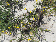 Aspalathus aristifolia