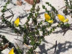 Aspalathus aristifolia