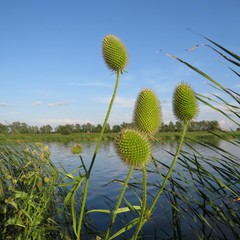 Dipsacus gmelinii