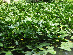 Nuphar japonica