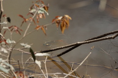 Astronotus ocellatus