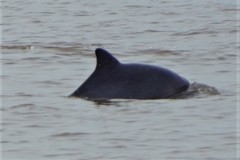 Sotalia fluviatilis
