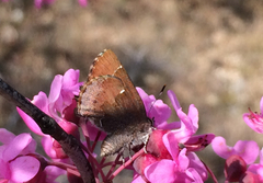 Callophrys henrici