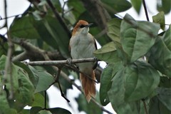 Certhiaxis mustelinus