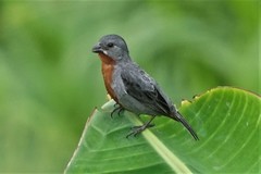 Sporophila castaneiventris