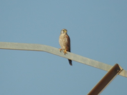 Eurasian Kestrel