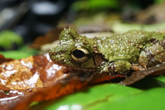 Osteocephalus cabrerai