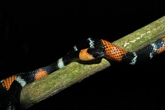 Impostor Flame-Snake photo 4