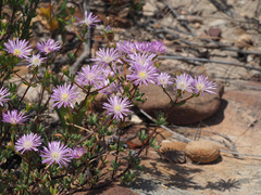 Lampranthus leptosepalus