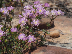 Lampranthus leptosepalus