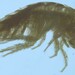 Ramellogammarus vancouverensis - Photo (c) jmgagnon, some rights reserved (CC BY-NC)