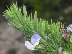Psoralea intonsa