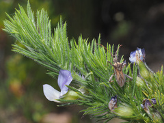 Psoralea intonsa