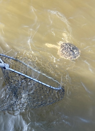 Kemp's Ridley Sea Turtle photographed in New York