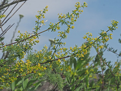 Galium monticolum
